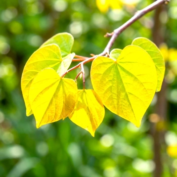 JUDASZOWIEC KANADYJSKI SZCZEPIONY THE RISING SUN - sadzonki 40 / 60 cm