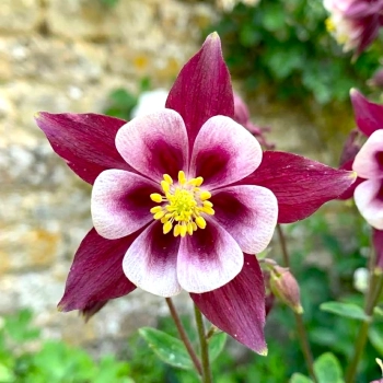 ORLIK WINKY DOUBLE ROSE WHITE - sadzonki 10 / 20 cm