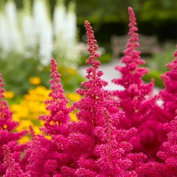 TAWUŁKA VISION VULCANO - sadzonki 10 / 20 cm