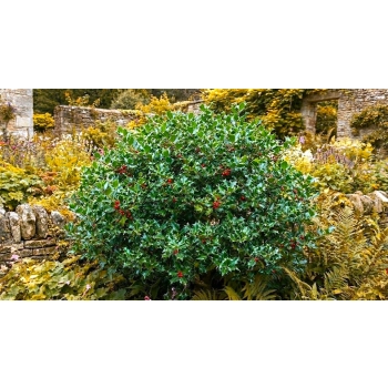 OSTROKRZEW BLUE PRINCE PAKIET 5 sztuk - sadzonki 10 / 20 cm