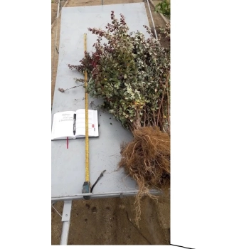 BERBERYS czerwony Kolumnowy Pakiet 5 sztuk - sadzonki 60 / 80 cm