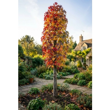 AMBROWIEC SZCZEPIONY KOLUMNOWY SLENDER SILHOUETTE - sadzonki 100 / 130 cm