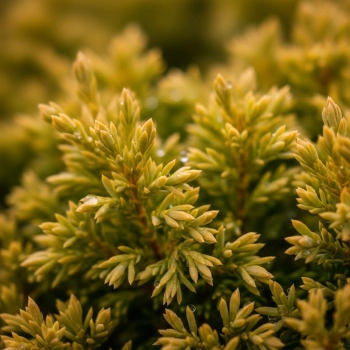 THUJA TUJA AUREA NANA - sadzonki 10 / 20 cm