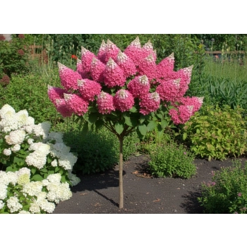 HORTENSJA NA PNIU CANDLELIGHT - sadzonki 110 / 120 cm