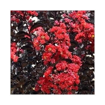 LAGERSTROEMIA CZERWONA czerwony liść - sadzonki 50 / 70 cm