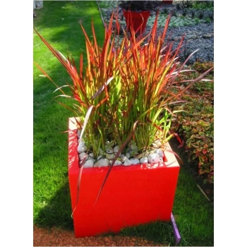 TRAWA czerwona Pakiet 5 sztuk odporna na mróz - sadzonki 15 / 20 cm