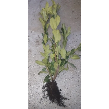 LAUROWIŚNIA PAKIET 5 sztuk Wiecznie Zielona Elegancja w Twoim Ogrodzie - sadzonki 50 / 80 cm