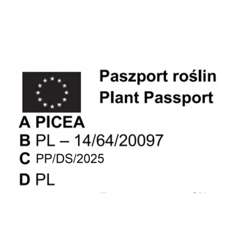 ŚWIERK SREBNY Pakiet 5 sztuk - sadzonki 20 / 30 cm