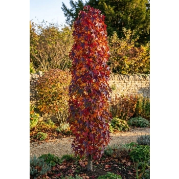 AMBROWIEC SZCZEPIONY KOLUMNOWY SLENDER SILHOUETTE - sadzonki 130 / 150 cm