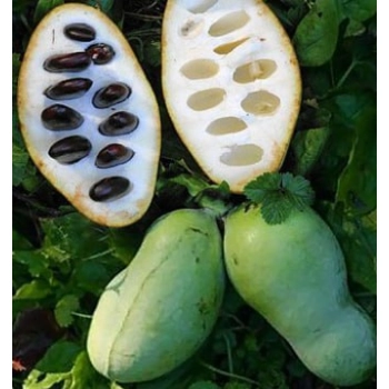 Asymina banan preriowy PawPaw - sadzonki 10 / 20 cm