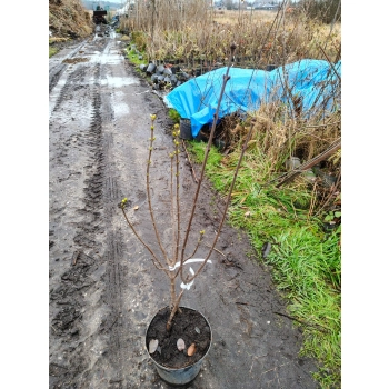 Bez Lilak szczepiony duo dwa kolory biało - fioletowy i ciemno fioletowy - sadzonki 100 / 130 cm