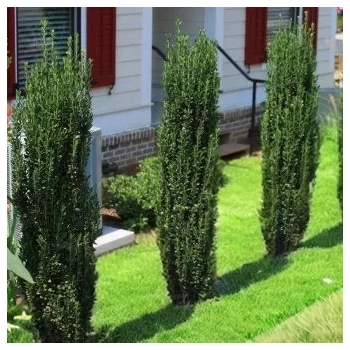 OSTROKRZEW karbowanolistny kolumnowy PAKIET 5 sztuk - sadzonki 20 / 30 cm