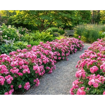 RÓŻA OKRYWOWA RÓŻOWA w donicy - sadzonki 10 / 20 cm