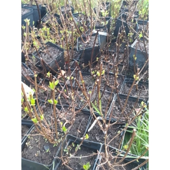 HORTENSJA BUKIETOWA LITTLE LIME - sadzonki 10 / 20 cm