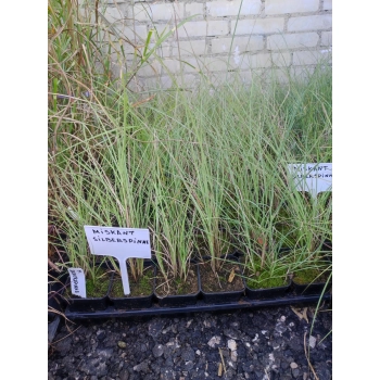 TRAWA MISKANT chiński Silberspinne PAKIET 5 sztuk - sadzonki 10 / 20 cm