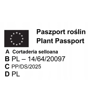 TRAWA PAMPASOWA kremowa PAKIET 5 sztuk odporna na mróz - sadzonki 20 / 30 cm