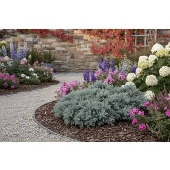 JAŁOWIEC BLUE STAR - sadzonka 10 / 20 cm