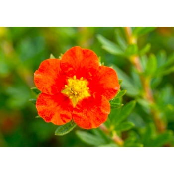 PIĘCIORNIK RED ACE czerwony - sadzonki 10 / 20 cm