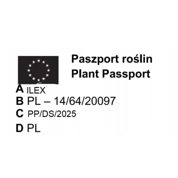 OSTROKRZEW BLUE PRINCE PAKIET 10 sztuk - sadzonki 10 / 20 cm