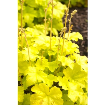 ŻURAWKA LEMON SUPREME - sadzonki 10 / 20 cm