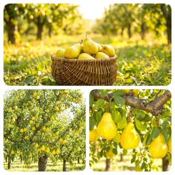 GRUSZA BONKRETA WILLIAMSA słodka - sadzonki 50 / 80 cm