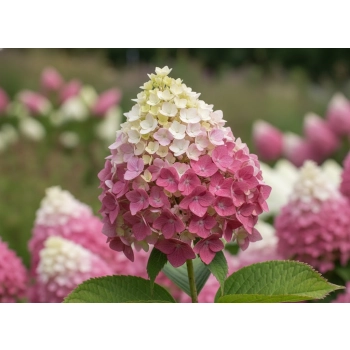 HORTENSJA NA PNIU CANDLELIGHT - sadzonki 110 / 120 cm