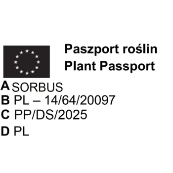 JARZĄB SZWEDZKI szczepiony kolumnowy oryginał - sadzonki 150 / 170 CM