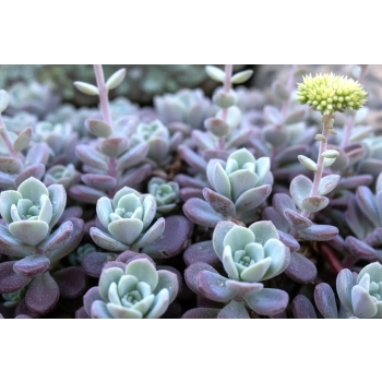 ROZCHODNIK PURPUREUM - sadzonki 5 / 10 cm