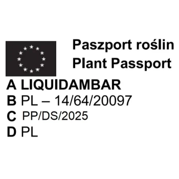 AMBROWIEC AMERYKAŃSKI WORPLESDON - sadzonki 100 / 120 cm