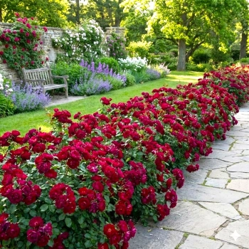 RÓŻA OKRYWOWA BORDOWO - CZERWONA w donicy - sadzonki 10 / 20 cm