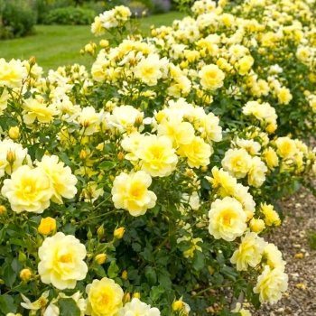 RÓŻA OKRYWOWA ŻÓŁTA w donicy - sadzonki 10 / 20 cm