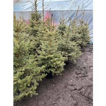 ŚWIERK SREBRNY CHOINKA DUŻA ROŚLINA DONICZKOWANE - sadzonki 150 / 180 cm
