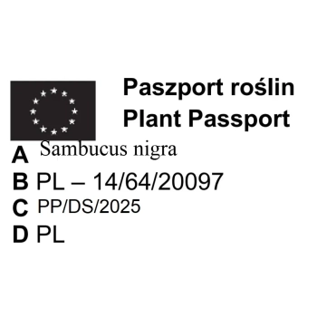 BEZ CZARNY Black Beauty Ciemna Elegancja Ogrodu - sadzonki 10 / 20 cm