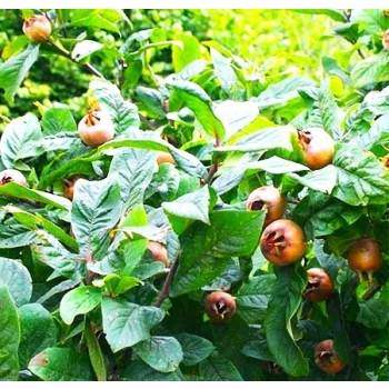 Nieszpułka miododajna bomba witaminowa - sadzonki 100 / 130 cm