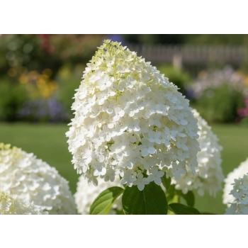 HORTENSJA NA PNIU DIAMANTINO - sadzonki 90 / 100 cm