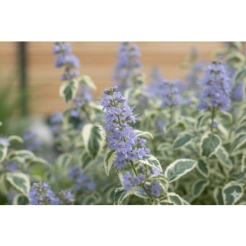 BARBULA KLANDOŃSKA White Surprise Lawendowa Niespodzianka - sadzonki 10 / 20 cm