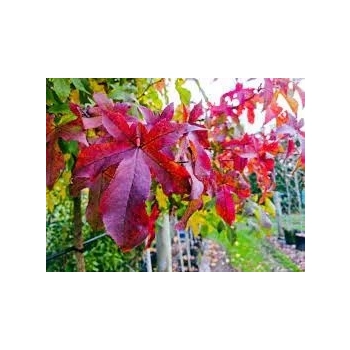 AMBROWIEC NA PNIU - sadzonki 90 / 110 cm