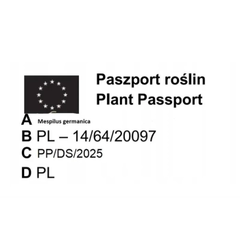 Nieszpułka miododajna bomba witaminowa - sadzonki 100 / 130 cm