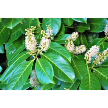 LAUROWIŚNIA PAKIET 5 sztuk Wiecznie Zielona Elegancja w Twoim Ogrodzie - sadzonki 50 / 80 cm