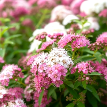 TAWUŁA JAPOŃSKA SHIROBANA - sadzonki 10 / 20 cm