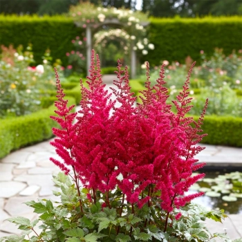 TAWUŁKA VISION VULCANO - sadzonki 10 / 20 cm