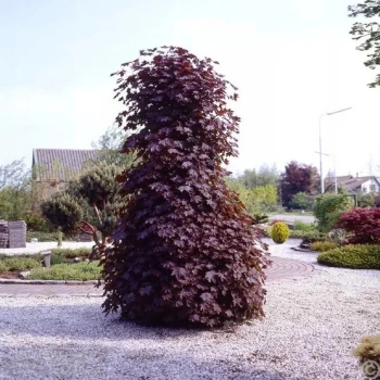 KLON CRIMSON SENTRY kolumnowy szczepiony - sadzonki 200 / 220 cm