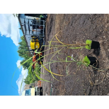 TRAWA MISKANT chiński MEMORY PAKIET 5 sztuk - sadzonki 5 / 10 cm