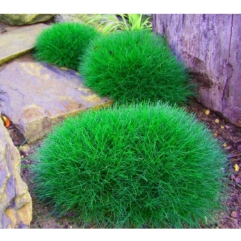 TRAWA NIEDŹWIEDZIE FUTRO Pakiet 5 sztuk odporna - sadzonki 10 / 15 cm