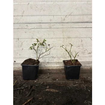 RÓŻA OKRYWOWA BIAŁA w donicy - sadzonki 10 / 20 cm