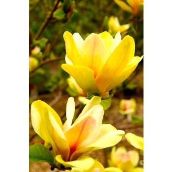 MAGNOLIA SZCZEPIONA SUNSATION - sadzonki 40 / 60 cm