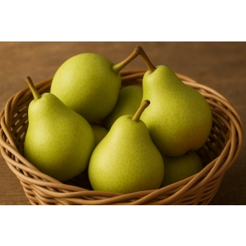 GRUSZA KOMISÓWKA maślana słodycz - sadzonki 50 / 80 cm