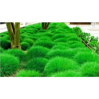 TRAWA NIEDŹWIEDZIE FUTRO Pakiet 5 sztuk odporna - sadzonki 10 / 15 cm