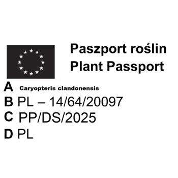 BARBULA KLANDOŃSKA White Surprise Lawendowa Niespodzianka - sadzonki 10 / 20 cm