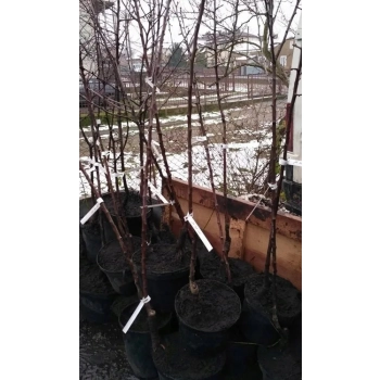 KLON CRIMSON SENTRY kolumnowy szczepiony - sadzonki 200 / 220 cm